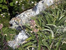 Betonica-abchasica_плодоношение